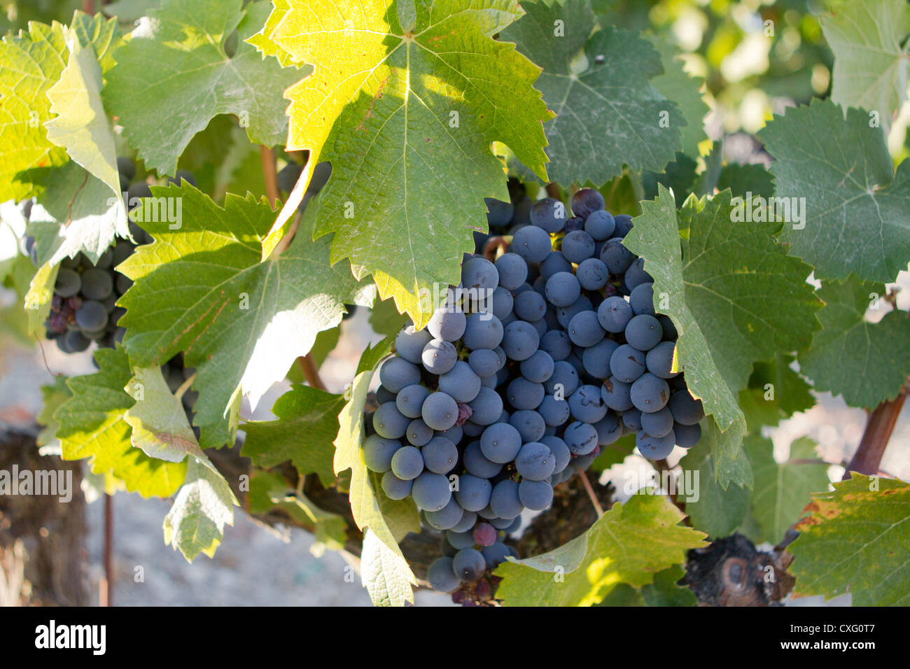 One perfect cluster of grapes on the vine Stock Photo - Alamy