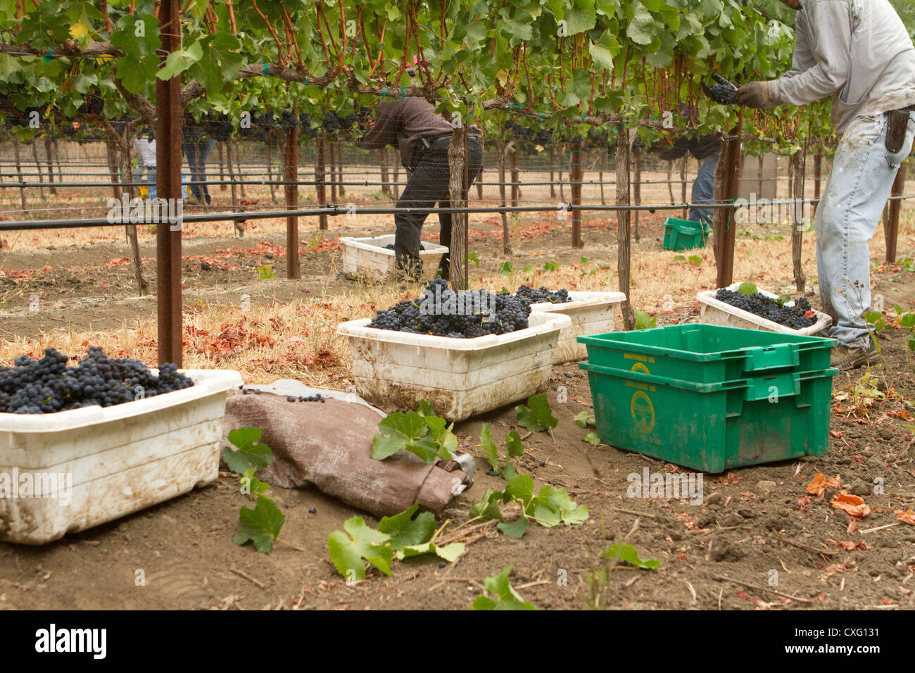 Several full bins of Pinot Noir grapes on the ground while workers harvest the wine grapes. Stock Photo