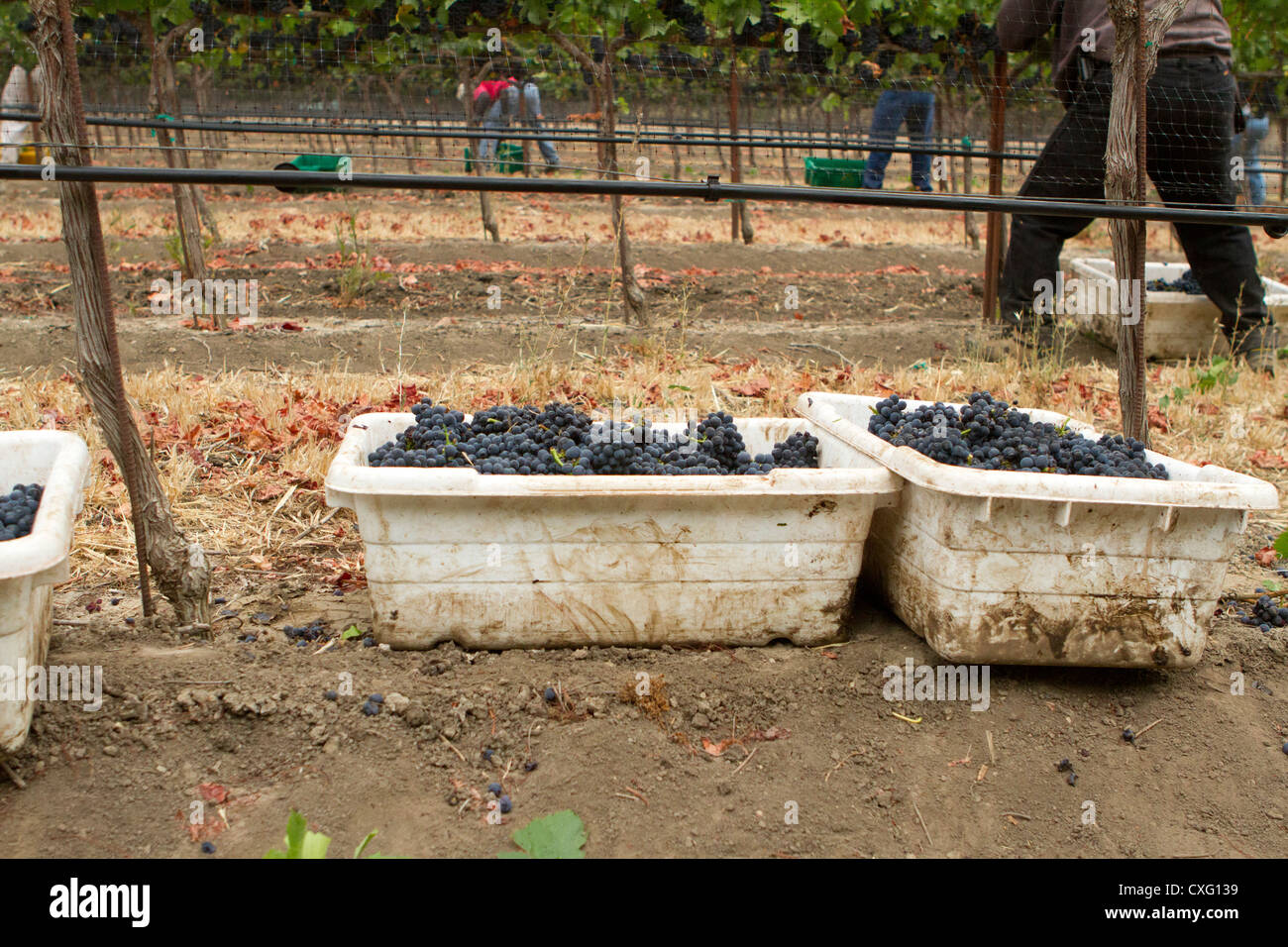 Full bins of Pinot Noir grapes with workers in the background. Stock Photo
