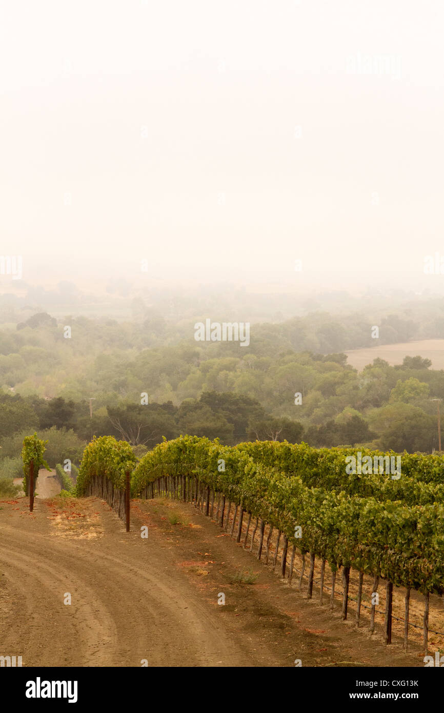Rows of grape vines in the early morning fog.  The layer of fog helps protect the fragile Pinot Noir grape. Stock Photo