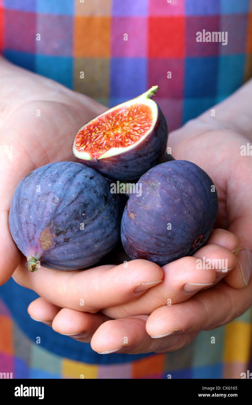 sweet fruit ripe group figs Stock Photo Alamy