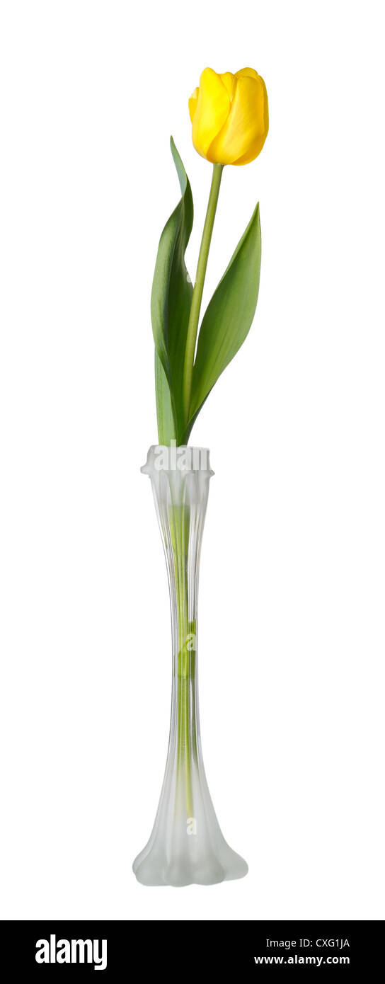Yellow tulip flower in a narrow glass vase, isolated Stock Photo