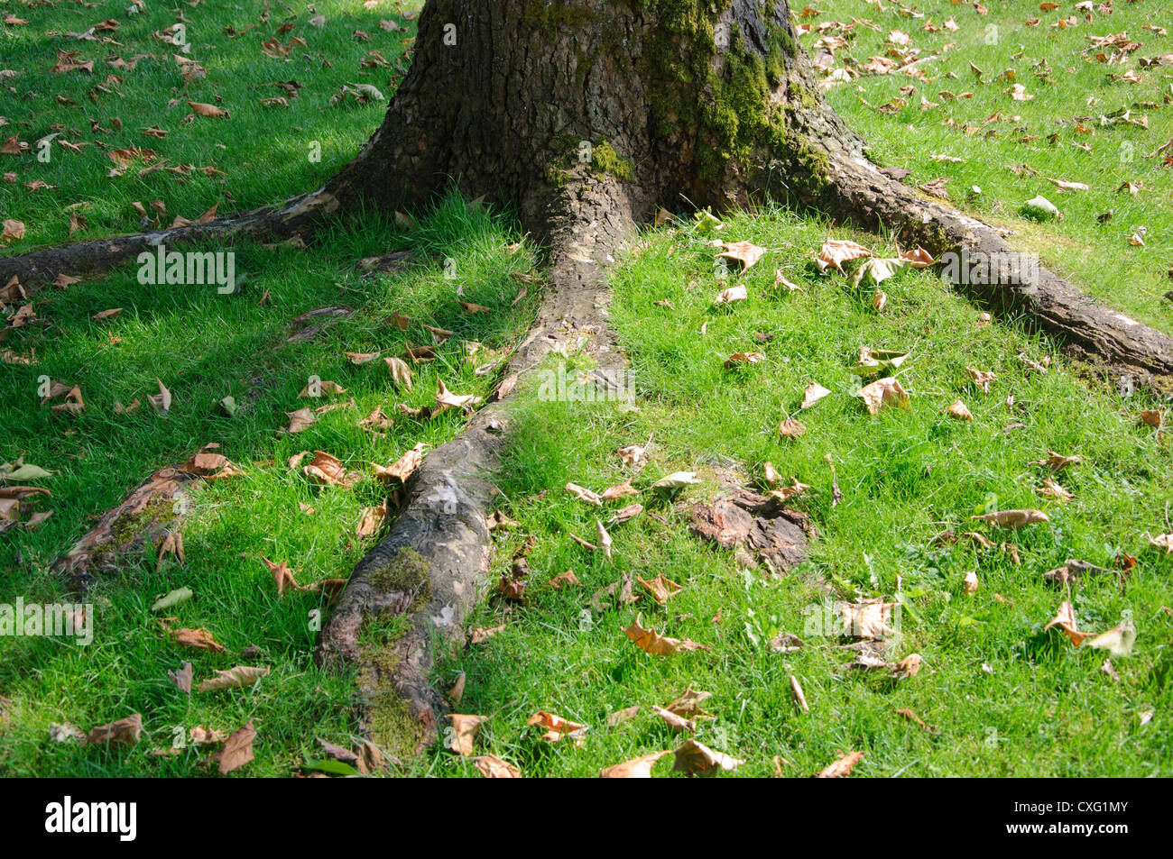 Big tree root green leaf hires stock photography and images Alamy