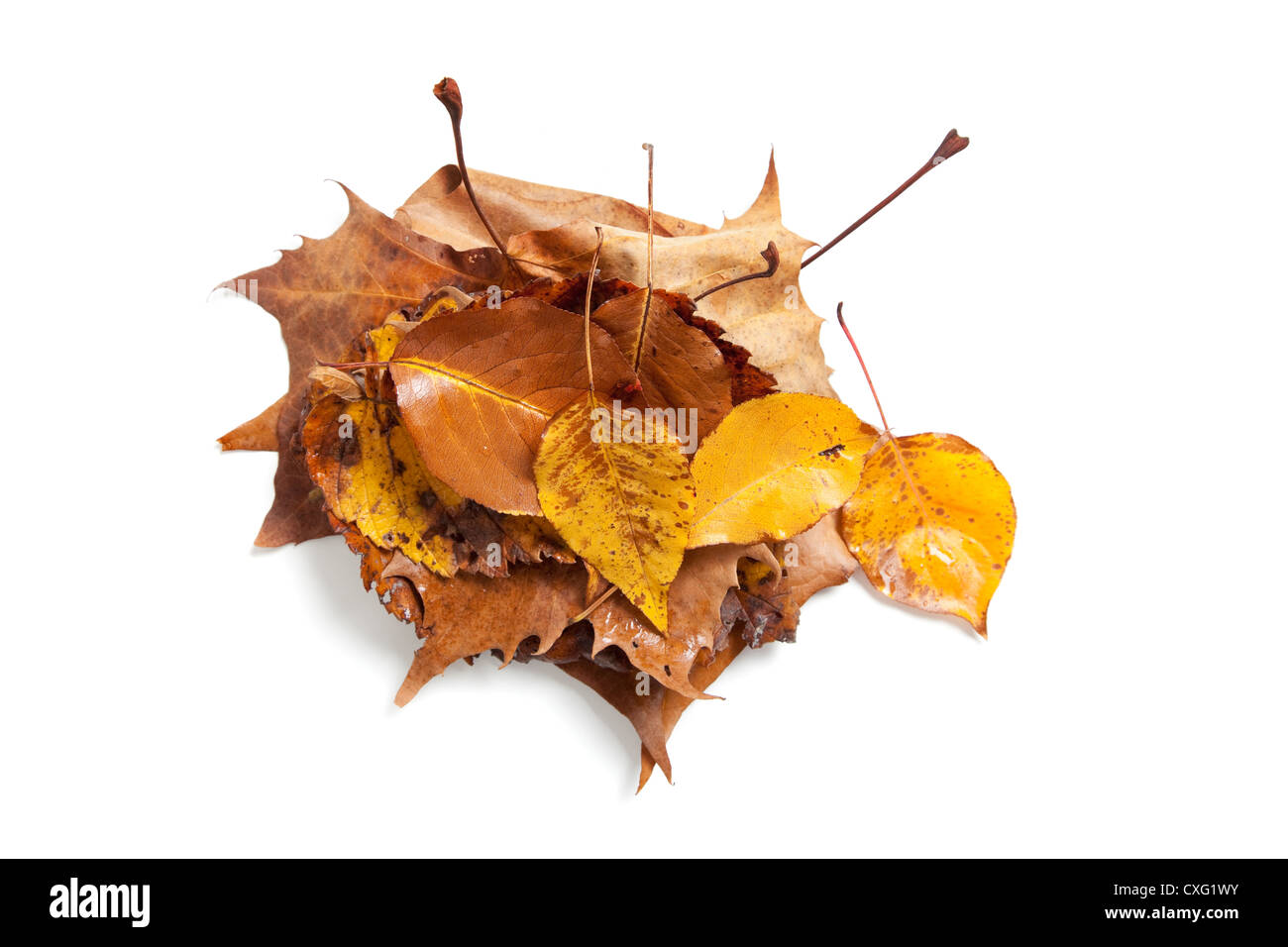 Summer or early fall Cut Out Stock Images & Pictures - Alamy