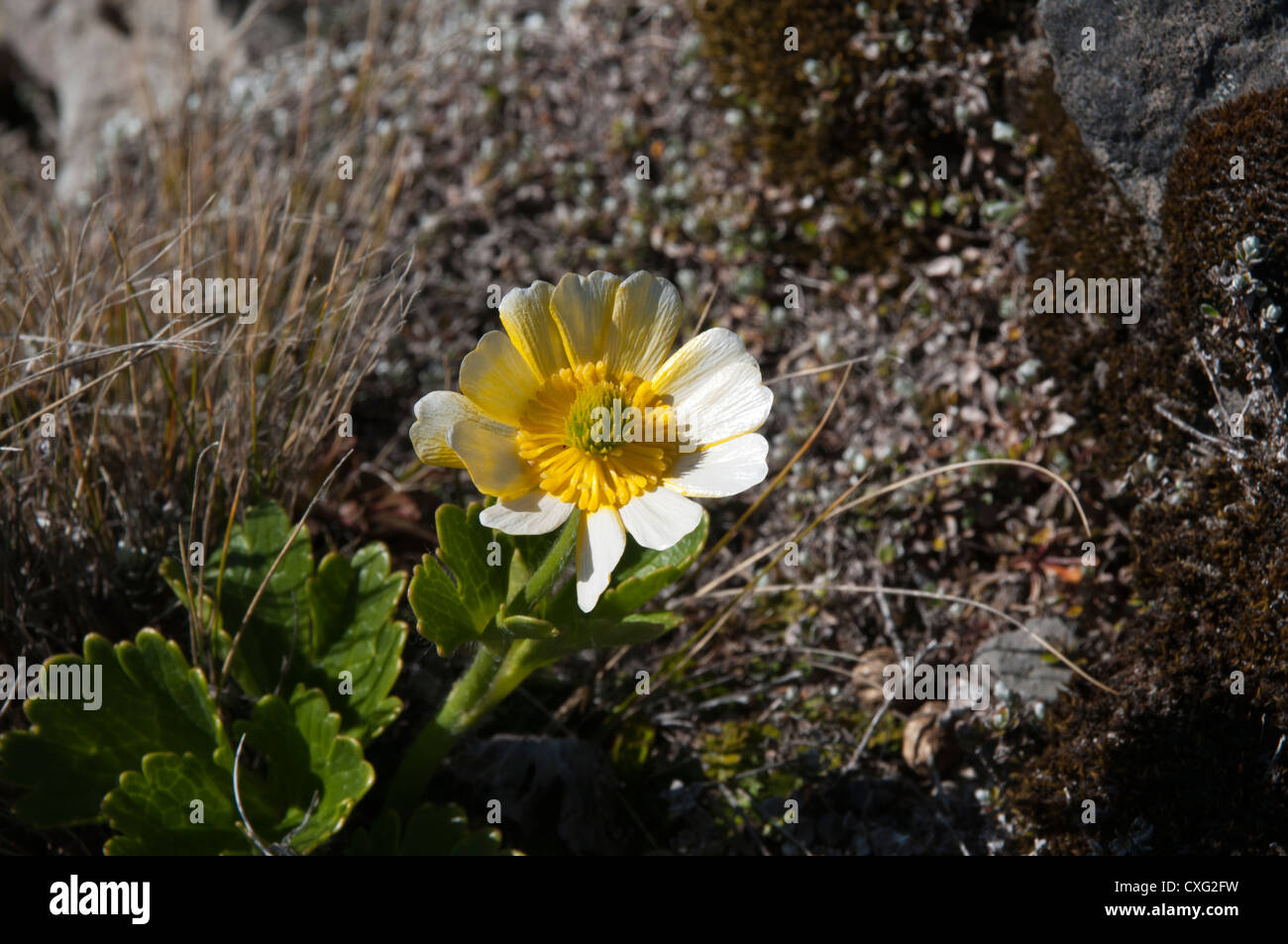 Flowering near the Tama Lakes in1400 meter Ranunculus insignis is a common buttercup in Tongariro national park in New Zealand. Stock Photo