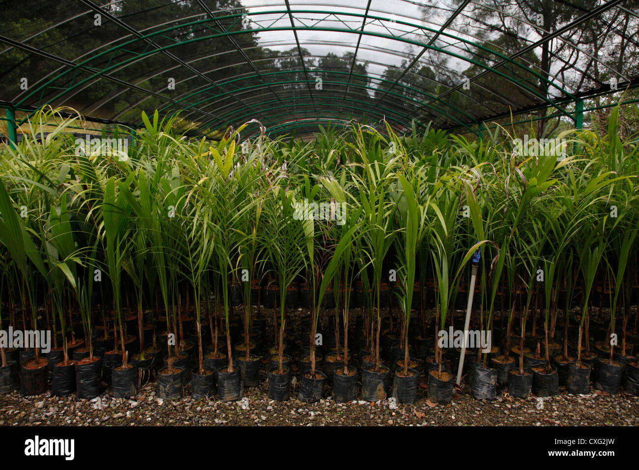 Tropical plant nursery in a nature reserve in Borneo, Malaysia Stock