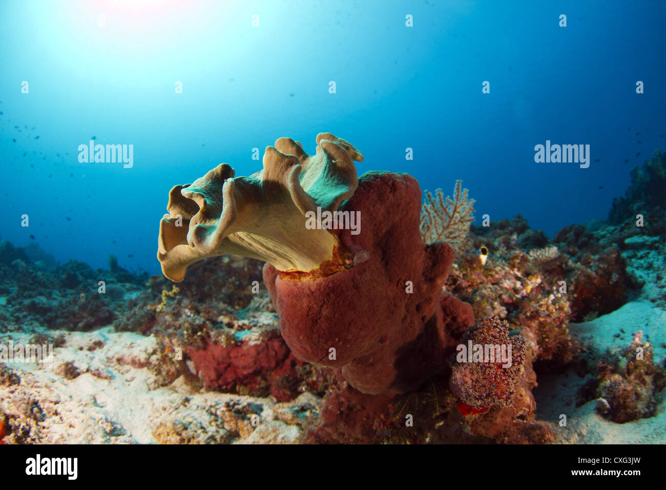 Leather coral Sarcophyton sp. at Komodo National Park Stock Photo