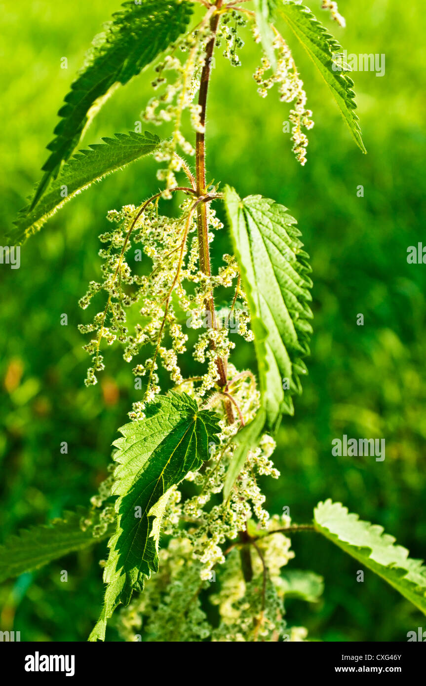stinging nettle with eatable seeds Stock Photo - Alamy