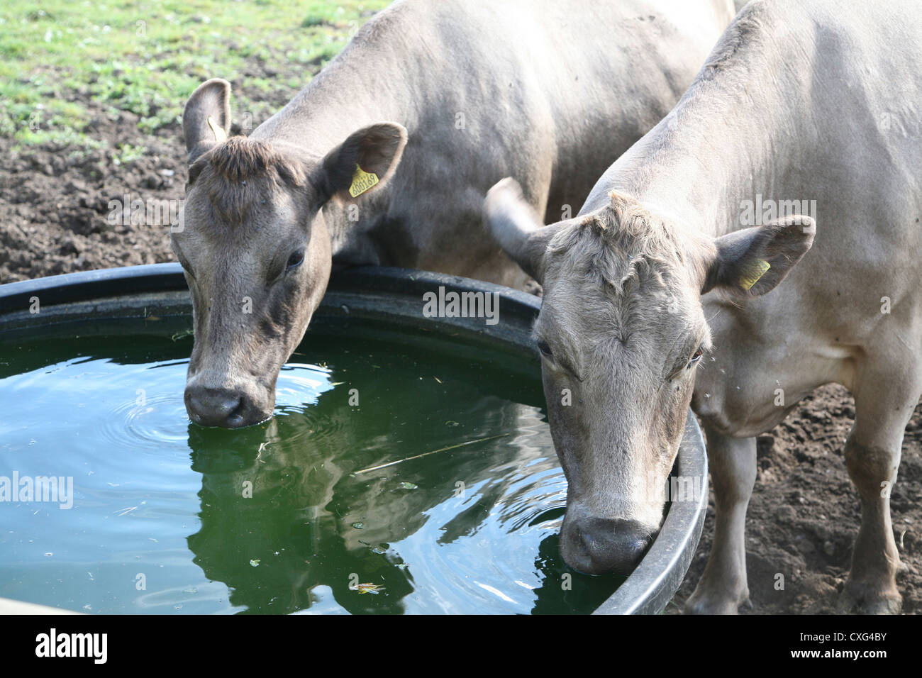 Two cows drinking water Stock Photo Alamy