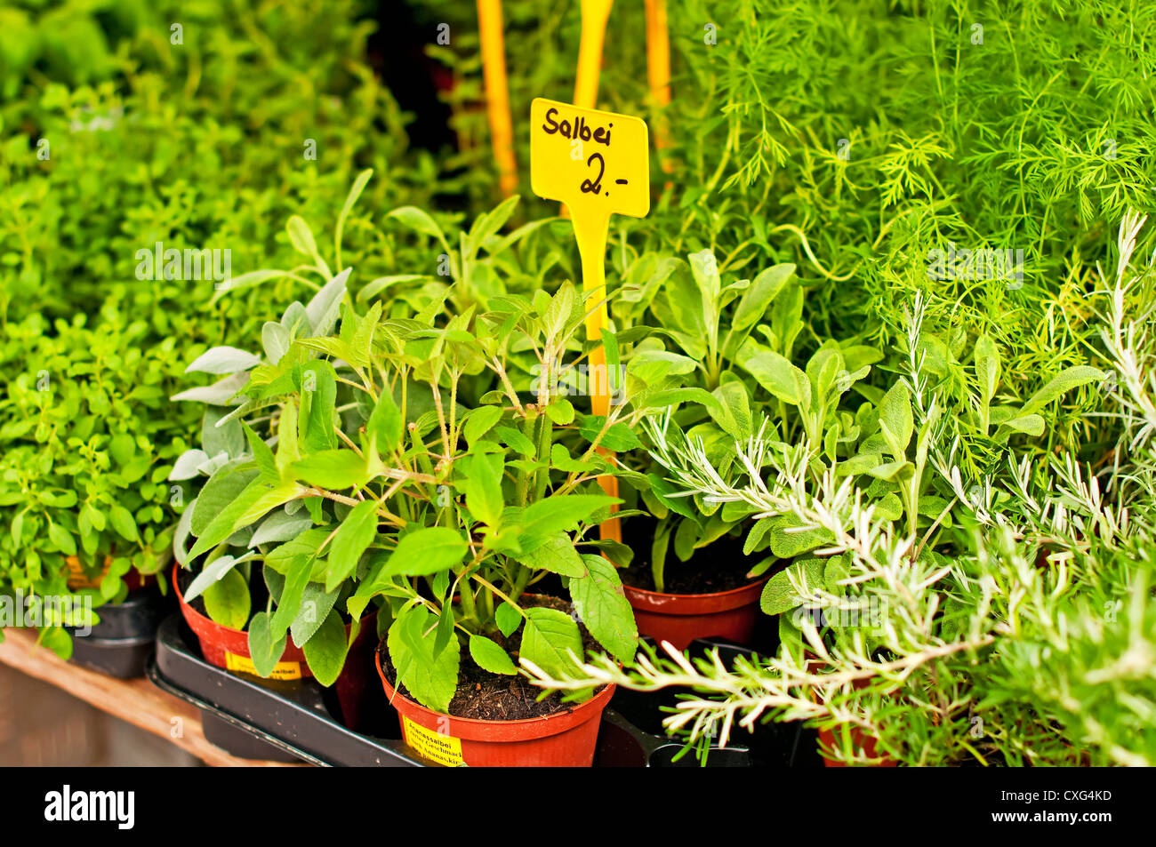 different kitchen herbs on a market Stock Photo