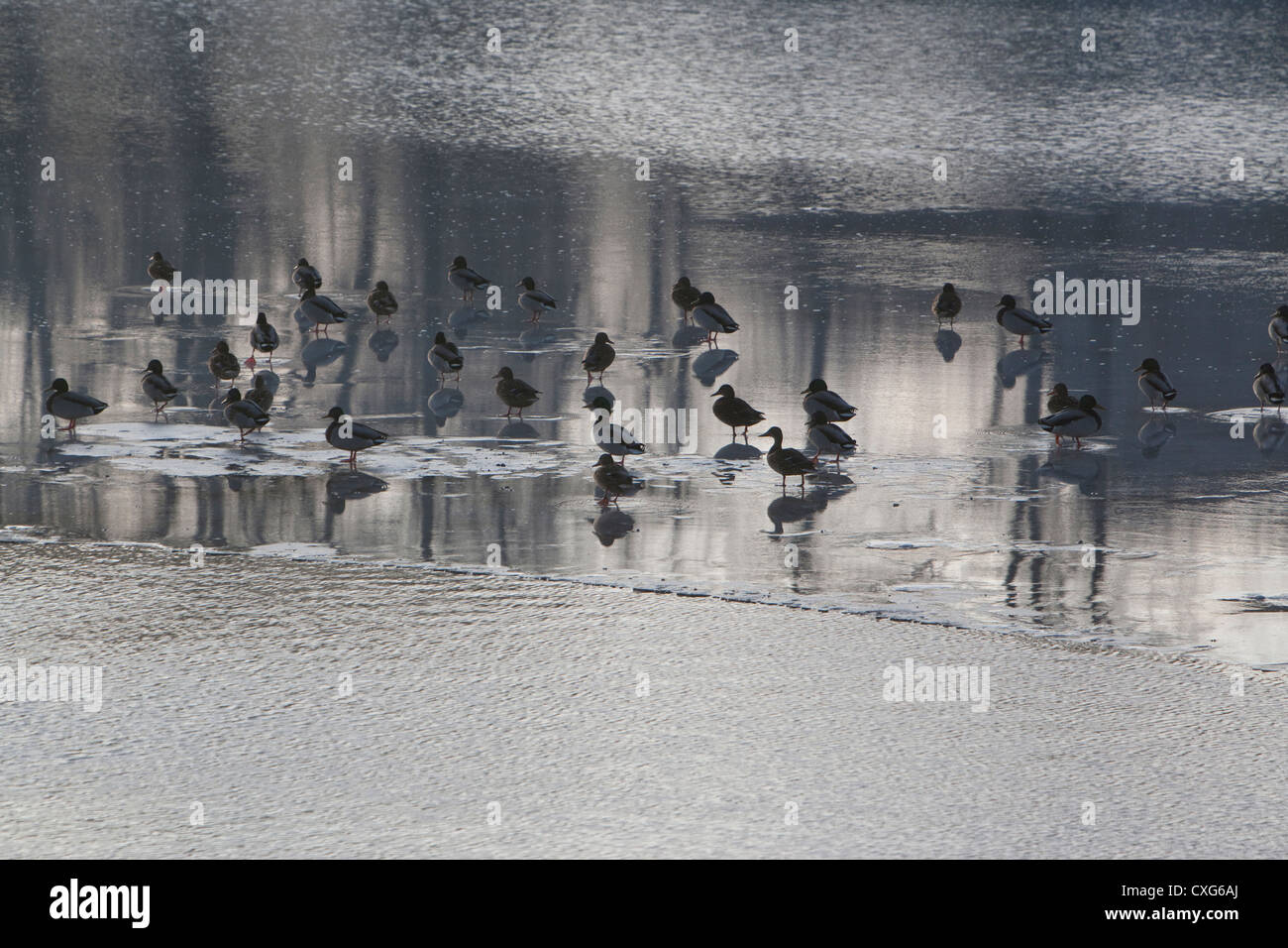 Wild ducks, Anas platyrhynchos, on frozen lake Schmaler Luzin, Feldberger Seenlandschaft, Mecklenburgische Seenplatte, Stock Photo