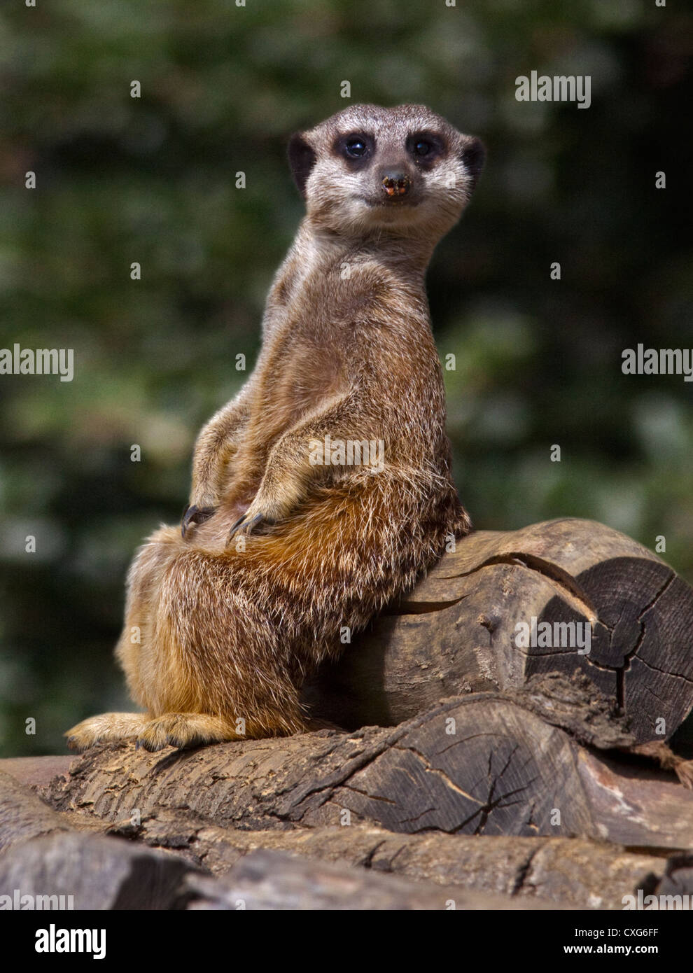 Slender Tailed Meerkat (suricata suricatta) Stock Photo