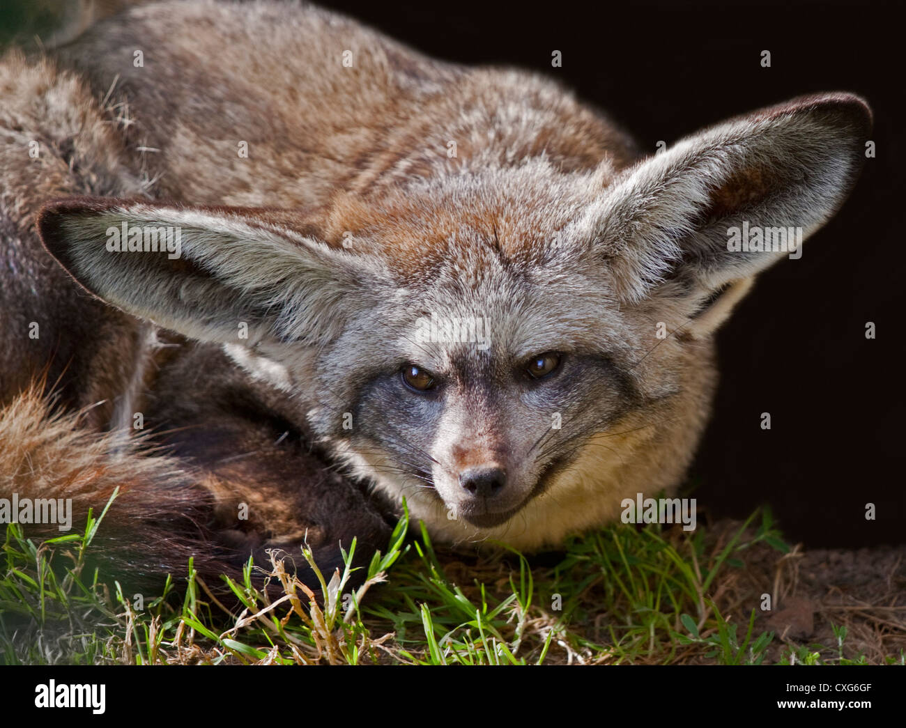 Bat Eared Fox (otocyon megalotis Stock Photo - Alamy