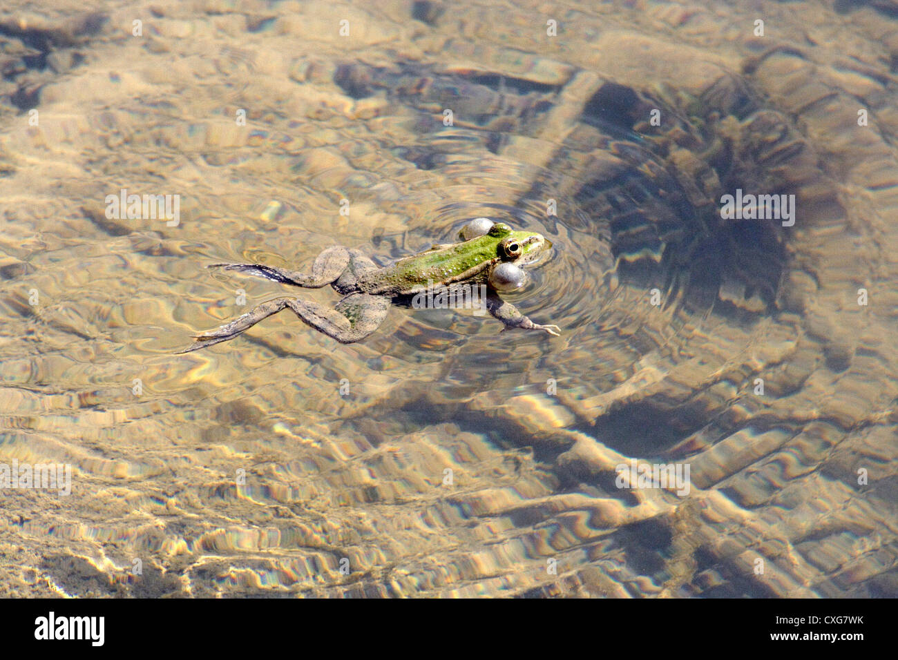 Alanya, a frog in a pond Stock Photo