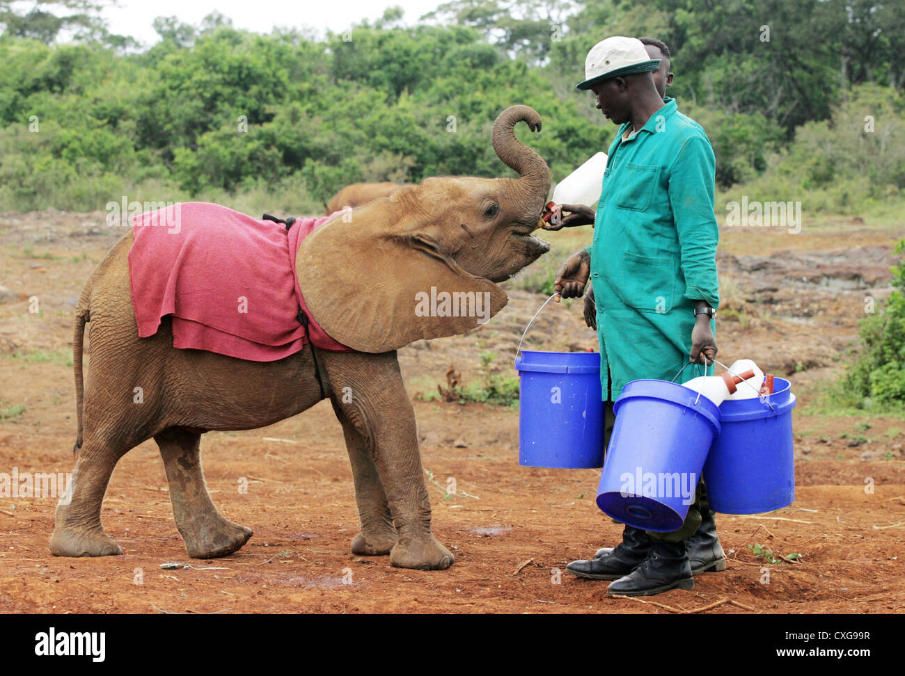 Nairobi, feeding the elephant orphanage Stock Photo Alamy