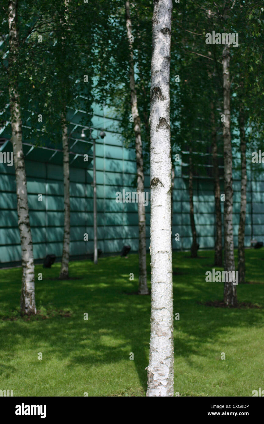 Berlin, birch tree in front of embassies of the Nordic countries Stock Photo