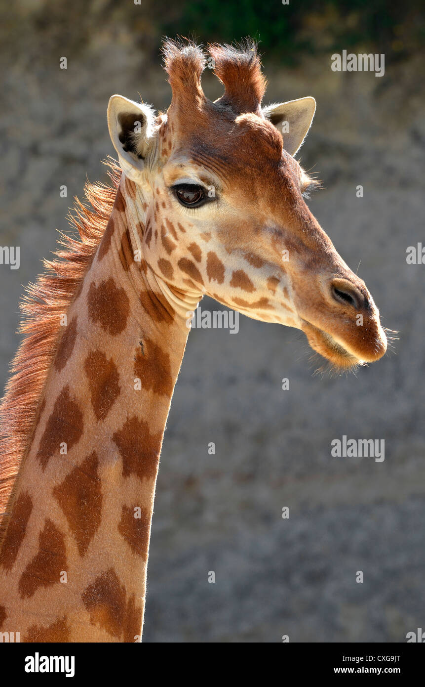 Portrait of giraffe (Giraffa camelopardalis) on a grey background Stock Photo