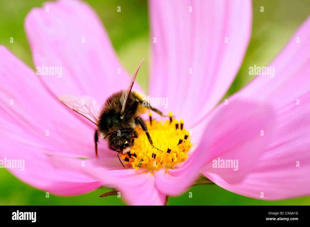 Cosmos face on hi-res stock photography and images - Alamy