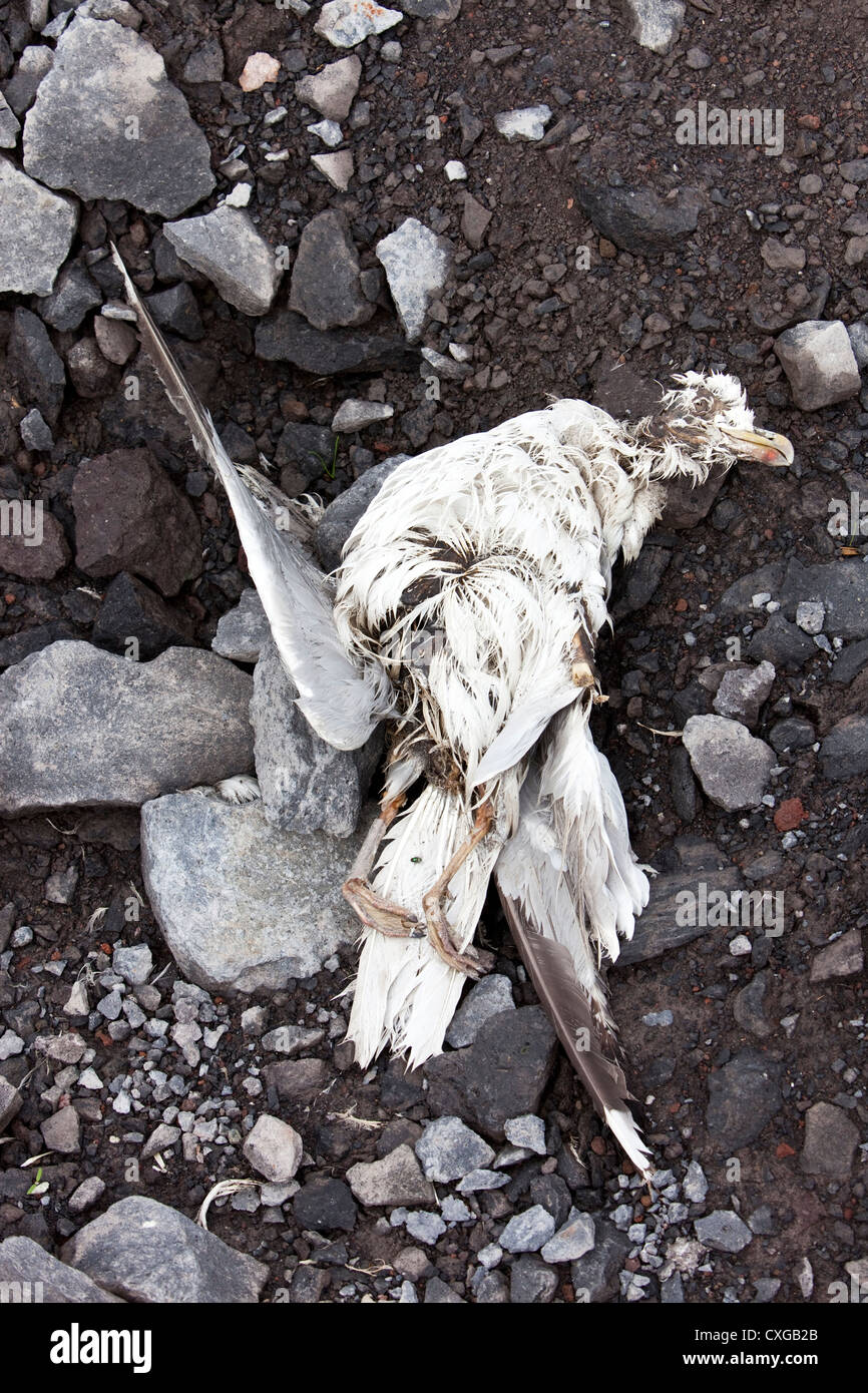 Dead bird Stock Photo