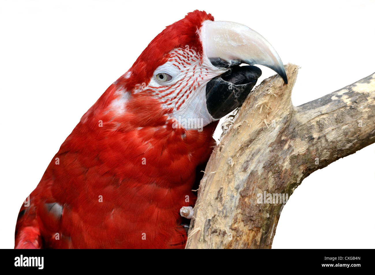 Portrait of macaw (Ara chloroptera or chloropterus) on branch, isolated on white background Stock Photo
