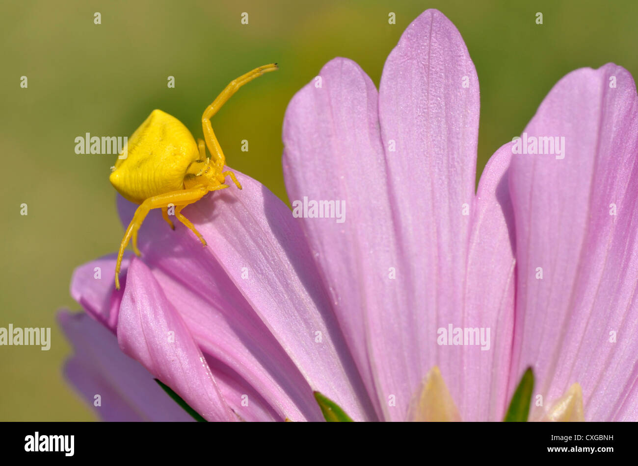 Macro of yellow crab spider (Misumena vatia) on pink petal cosmos flower Stock Photo