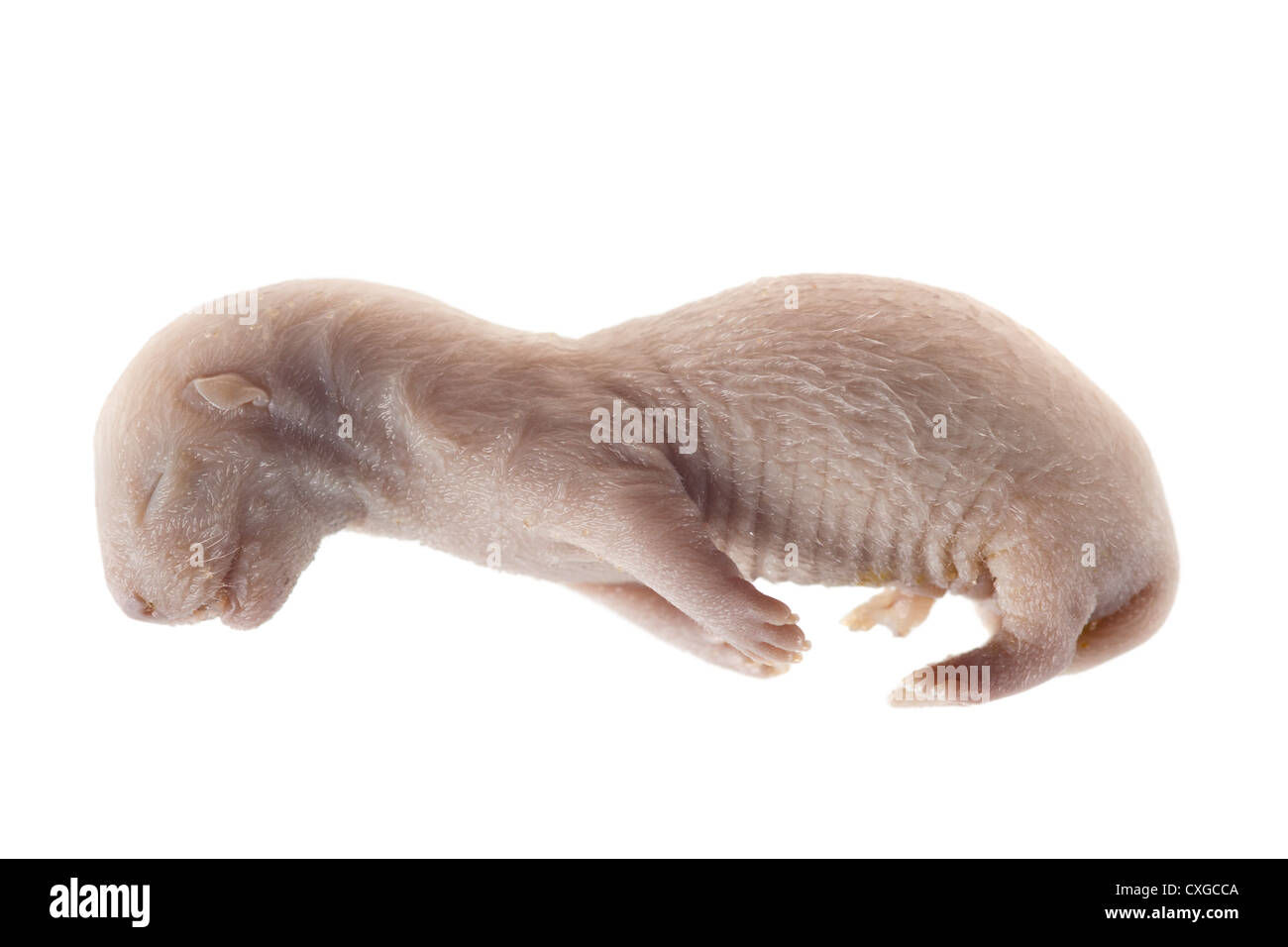 mink embryo Stock Photo