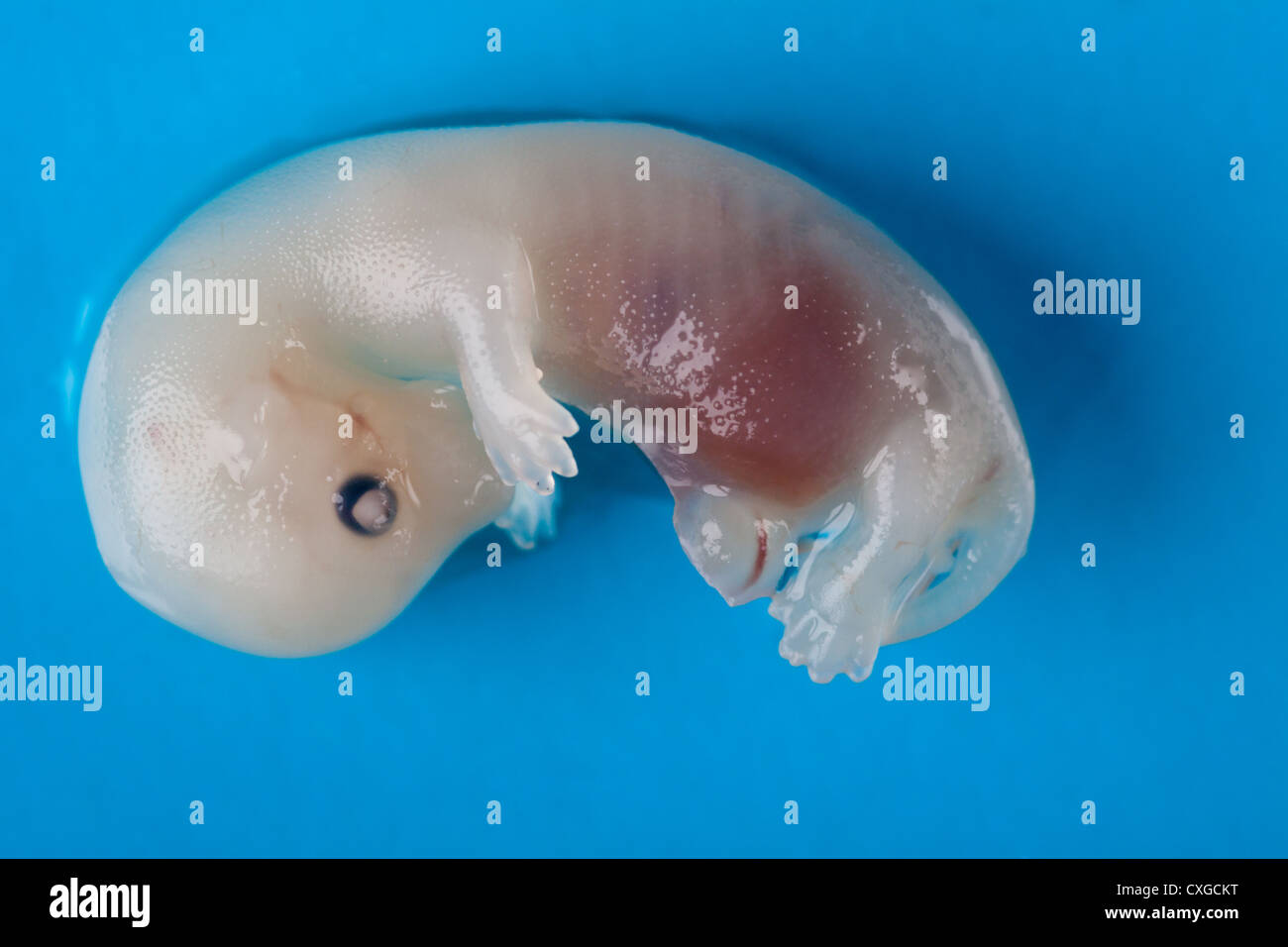 mink embryo Stock Photo