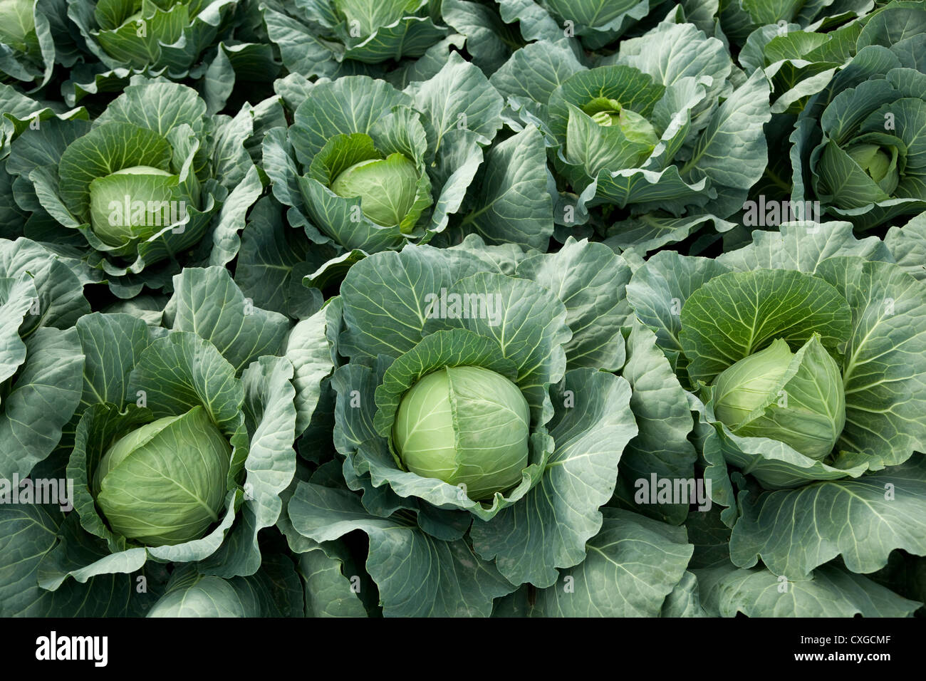 white head cabbages in line grow on field Stock Photo