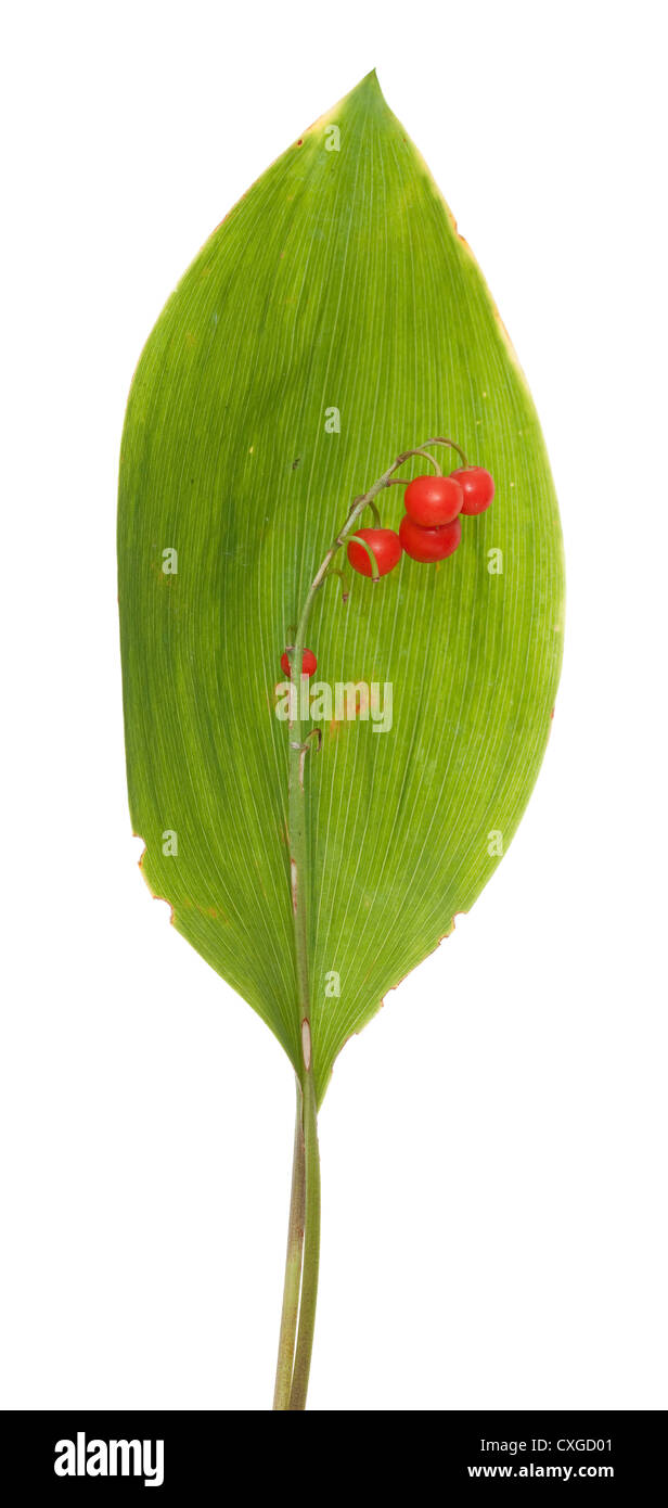 fruits lily of the valley with leaf on white Stock Photo