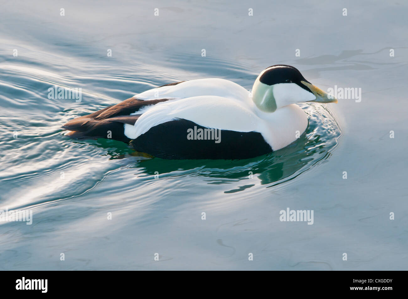 One of a large flock of Eider Duck often seen in Campbeltown harbour in winter Stock Photo