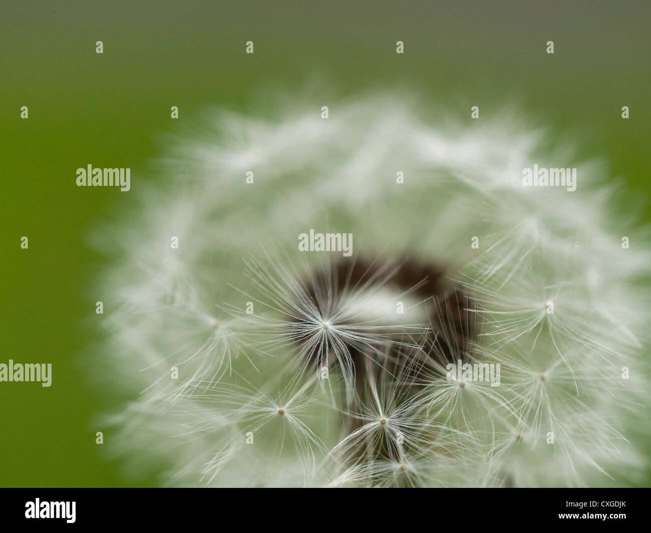 Dandelion (Taraxacum officinale) seed head Stock Photo