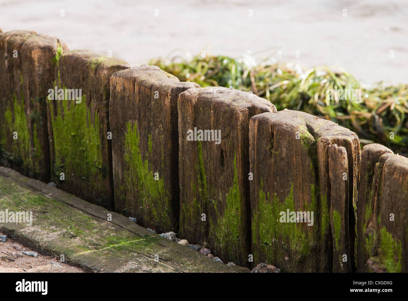 old wood plank with green scum and algae Stock Photo
