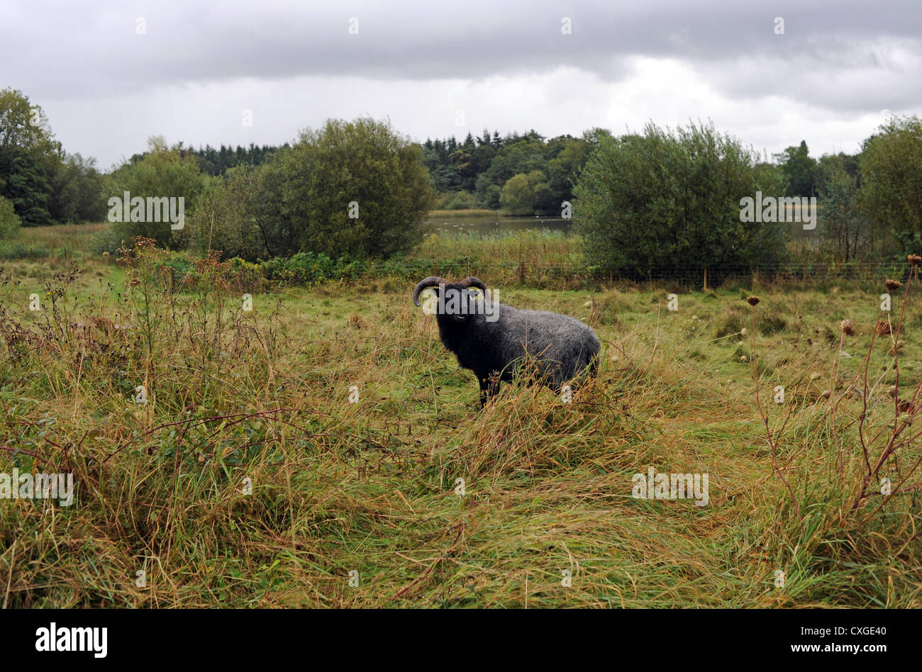 Warnham Nature Reserve near Horsham - Hebridean sheep grazing in the meadow UK Stock Photo