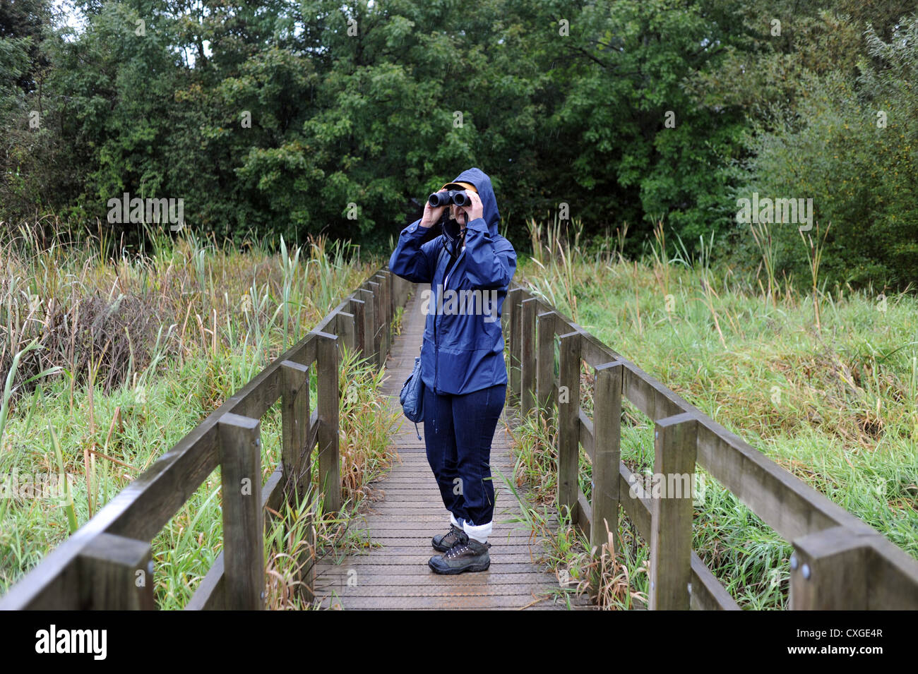 Warnham Nature Reserve near Horsham - Female birdwatcher using binoculars on footpath bridge across the meadow area Stock Photo