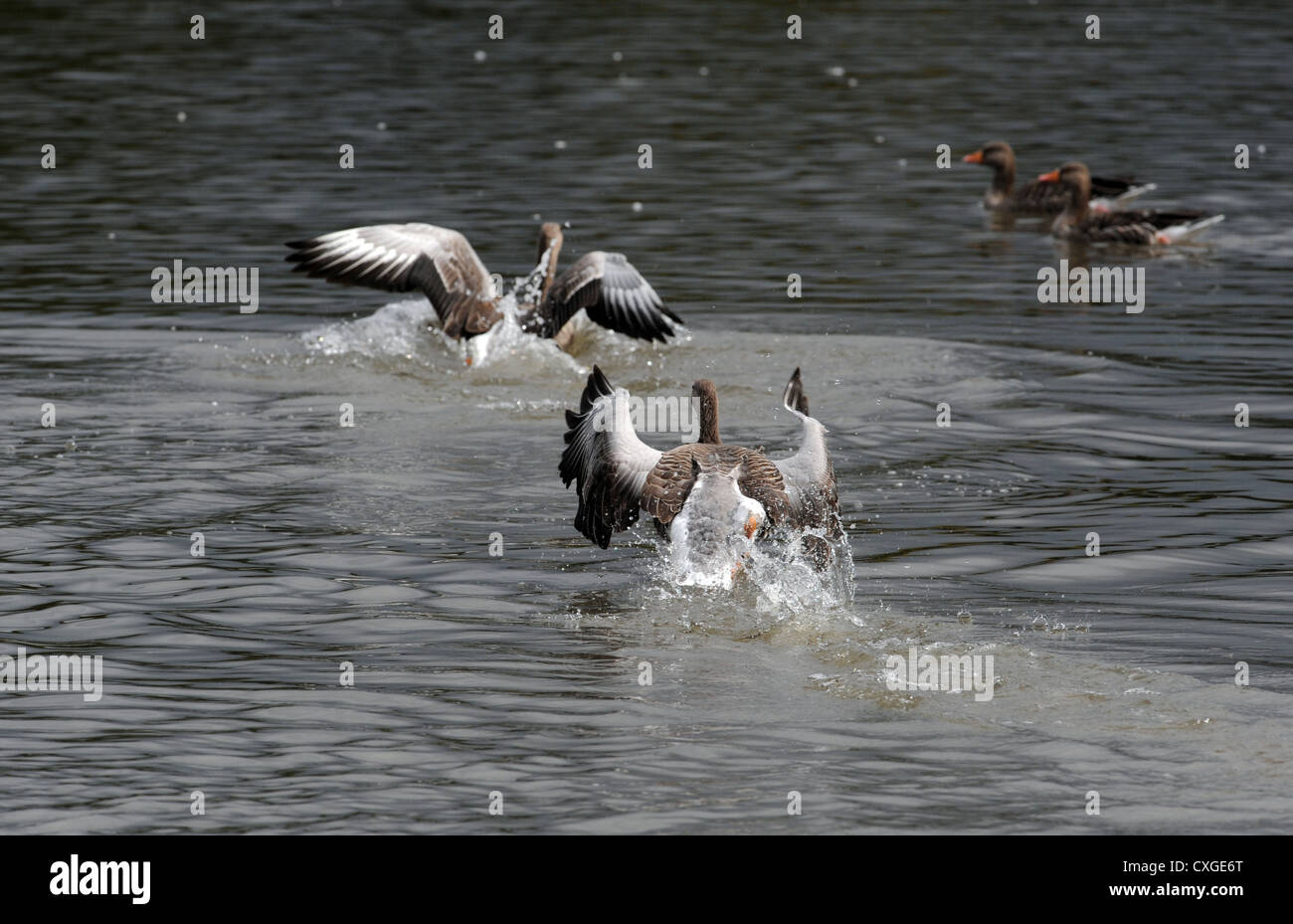 Warnham Nature Reserve near Horsham - Greylag Geese anser chasing each other Stock Photo