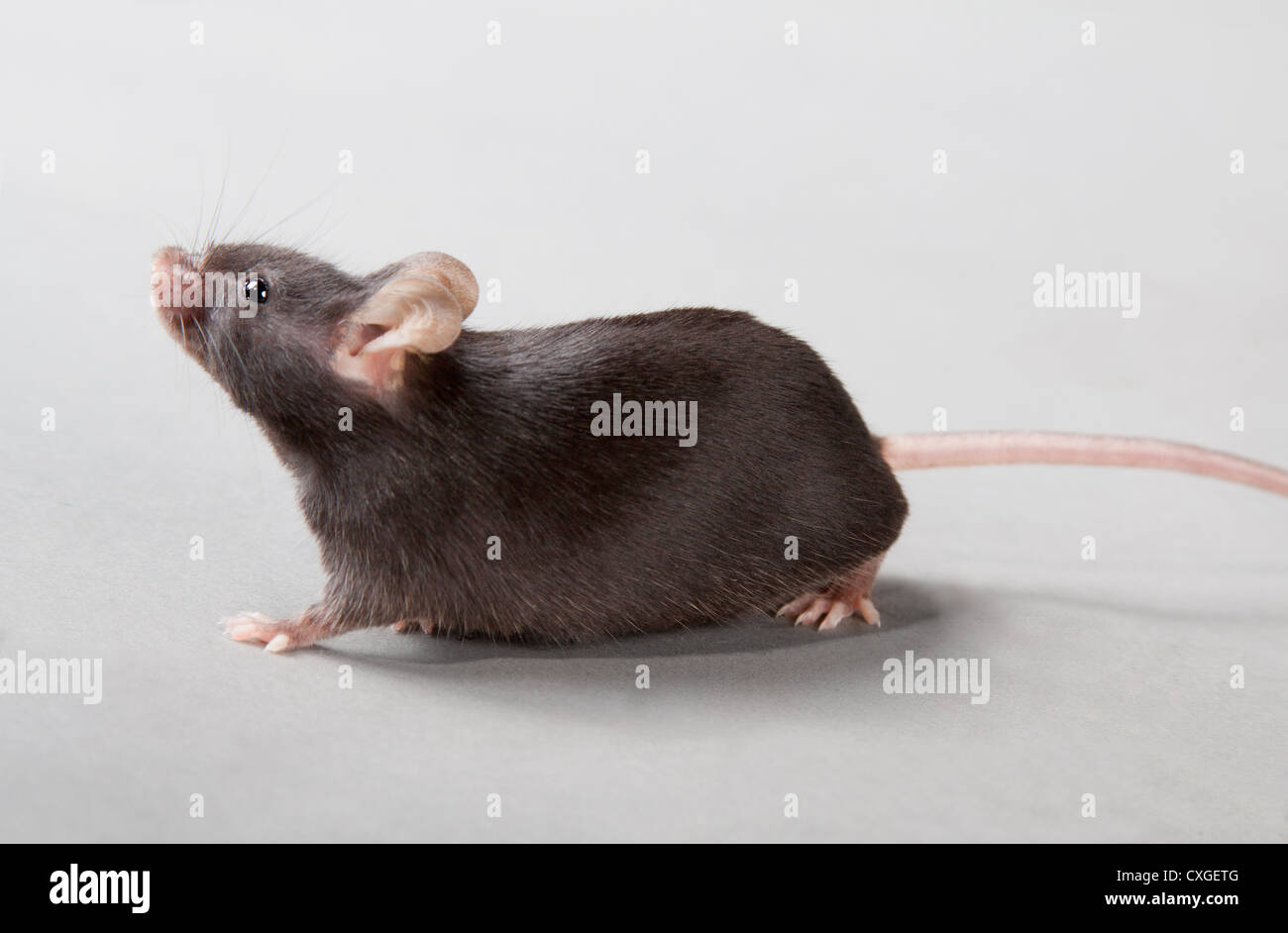 laboratory mouse Stock Photo Alamy