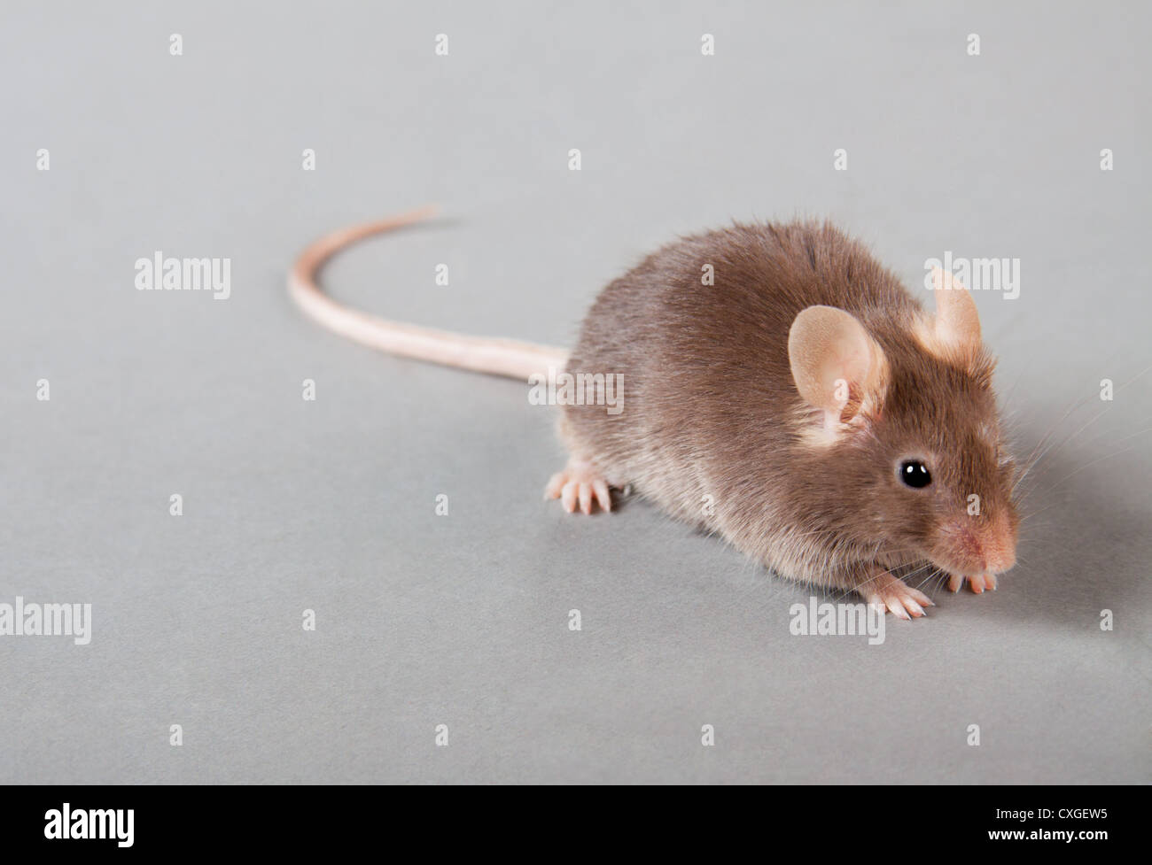 laboratory mouse Stock Photo Alamy