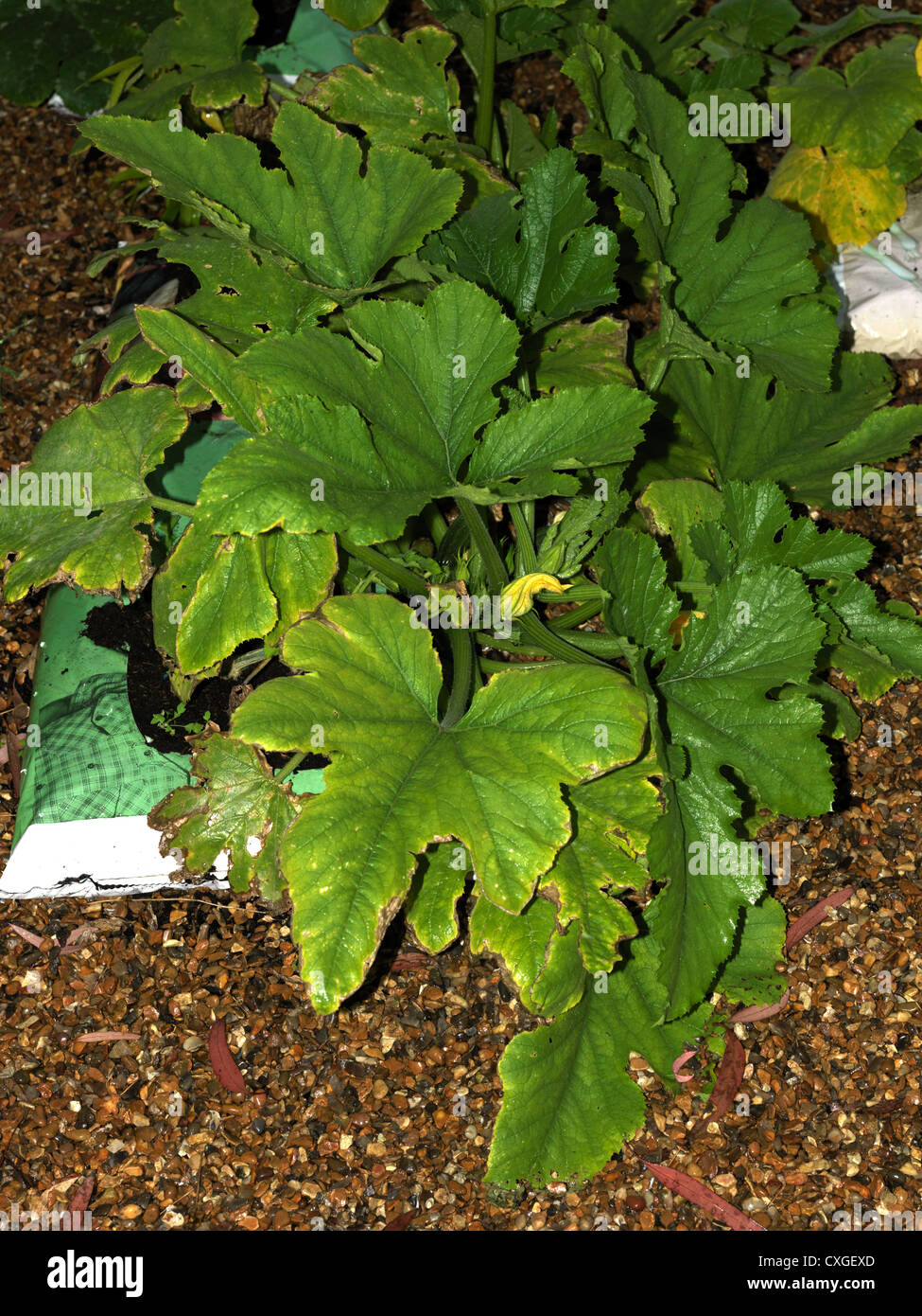 Courgettes Growing In Grow Bag Stock Photo Alamy