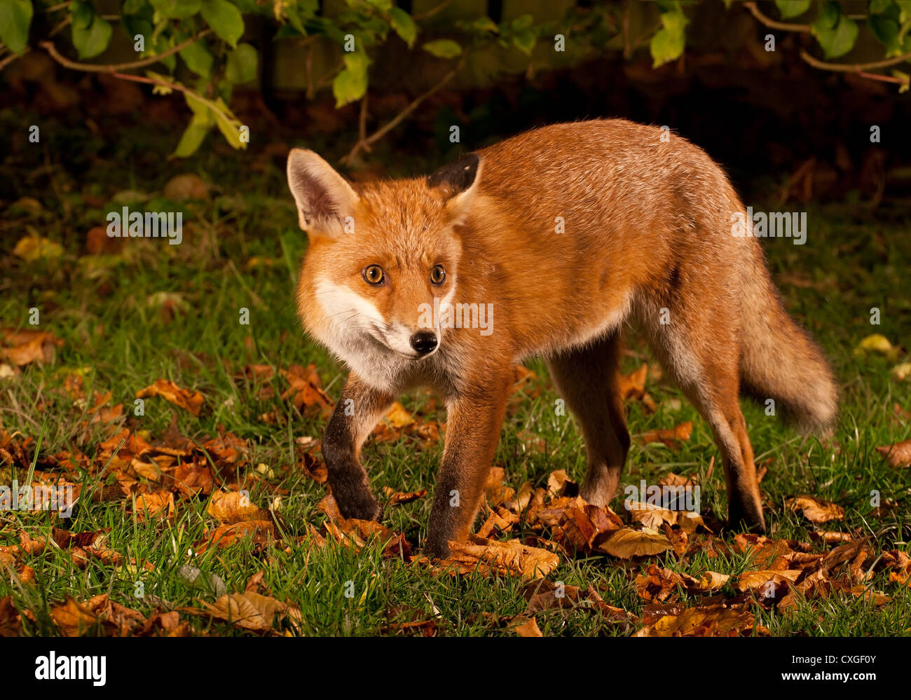 Autumn fox (Vulpes vulpes) Stock Photo