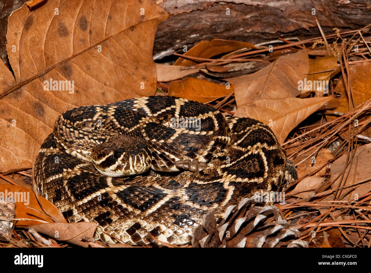 Snake venom hi-res stock photography and images - Alamy