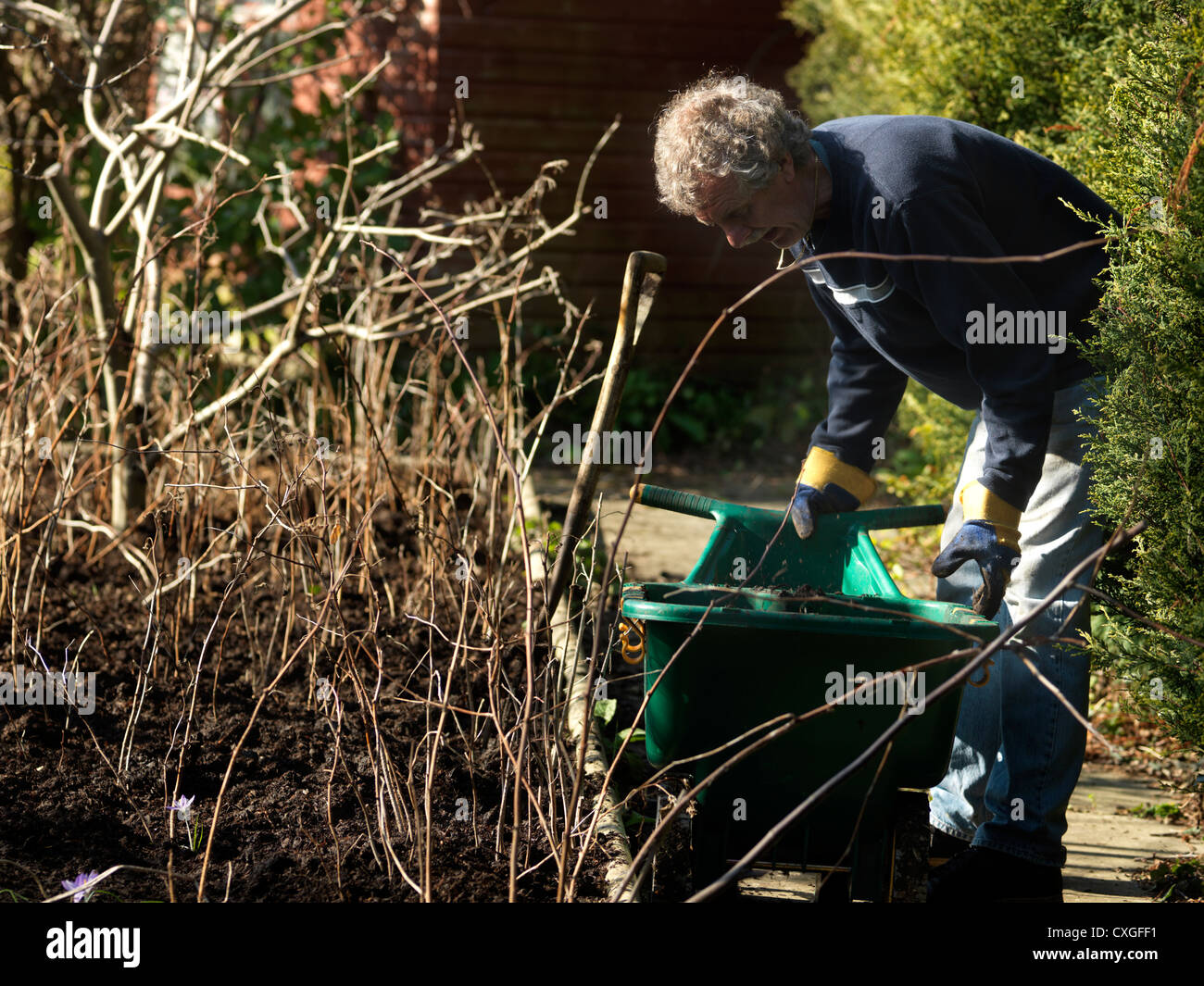 Man Spreading Manure From Wheel Barrow On Garden England Stock Photo Alamy