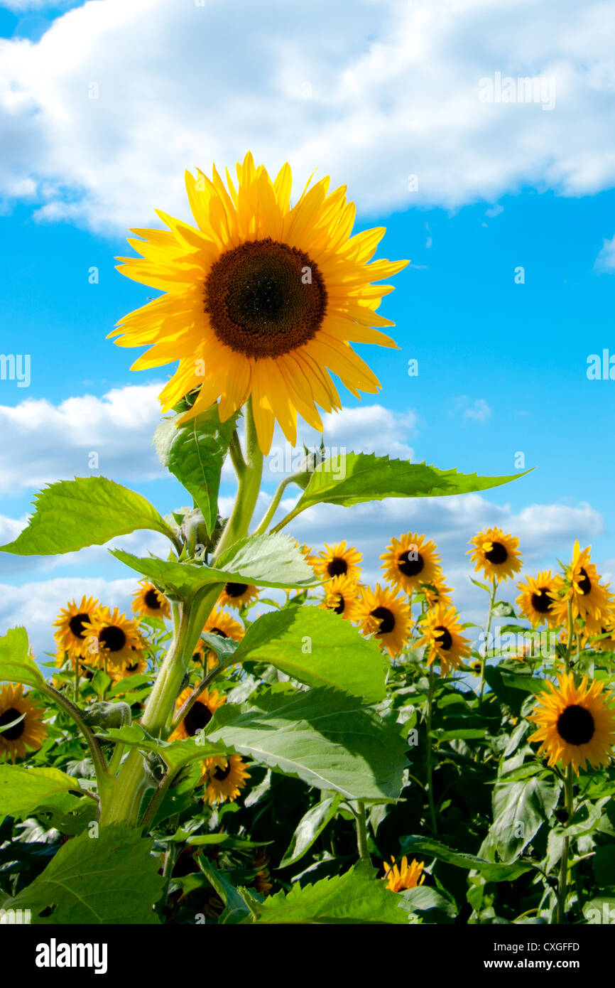Sunflowers hi-res stock photography and images - Alamy