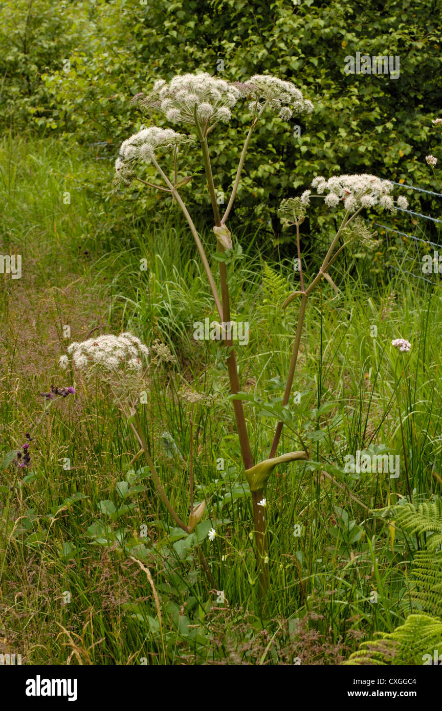 Wild Angelica flowers, Angelica sylvestris Stock Photo - Alamy