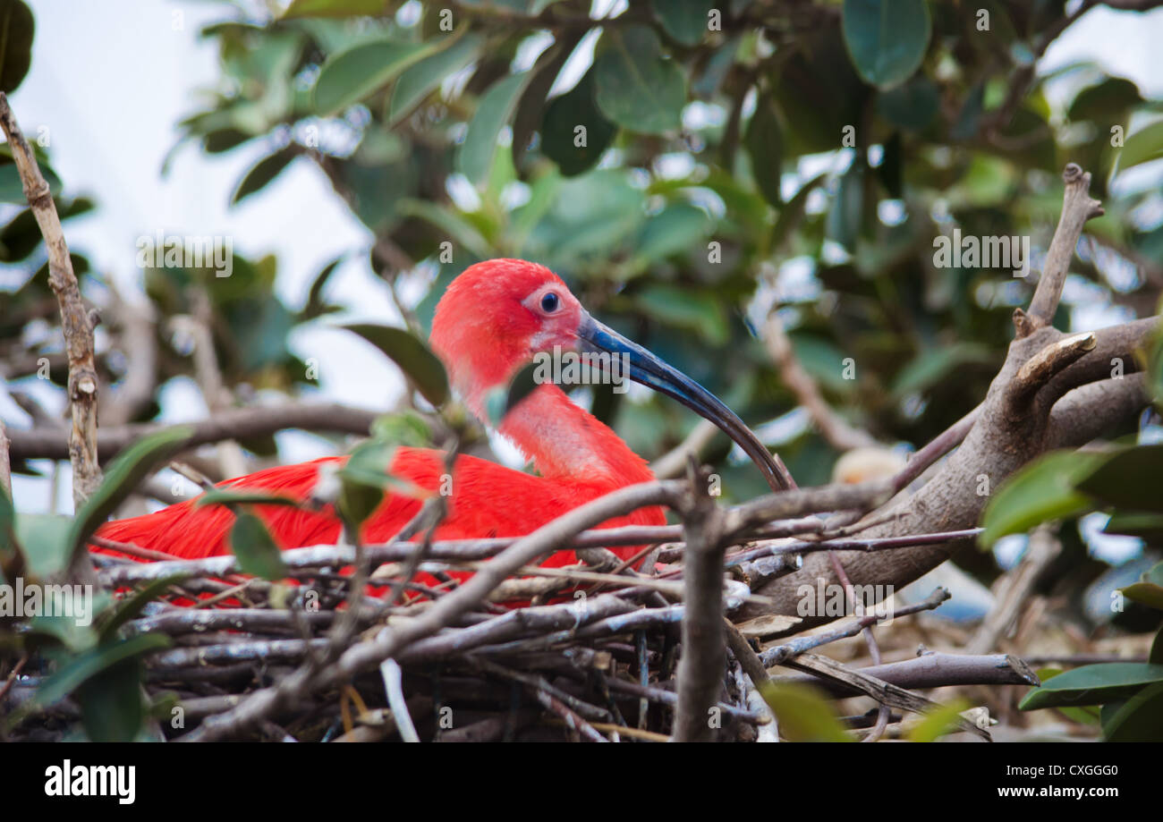 Scarlet ibis. Red colored bird in its nest Stock Photo