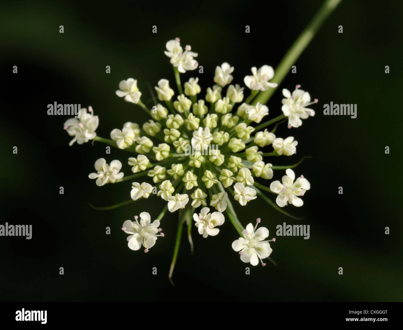 Bullwort, Ammi majus Stock Photo