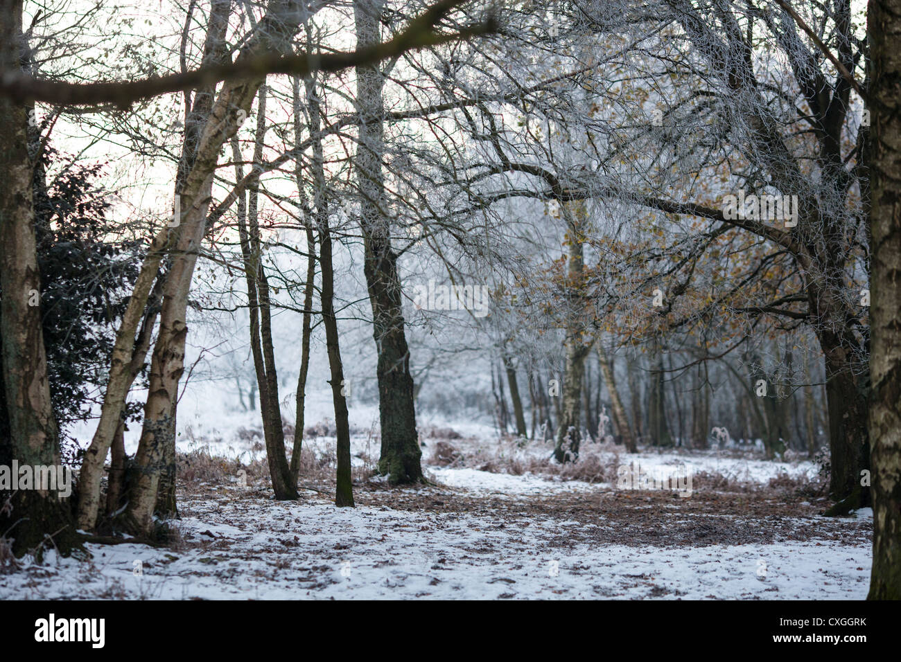 Sutton Coldfield park in snow Stock Photo - Alamy