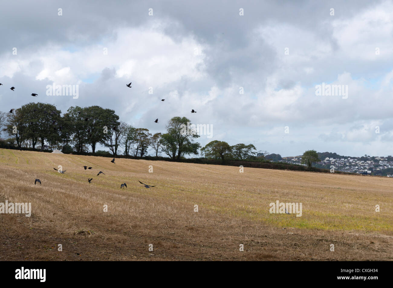 Ploughed field with crows taking off..UK 2012 Stock Photo