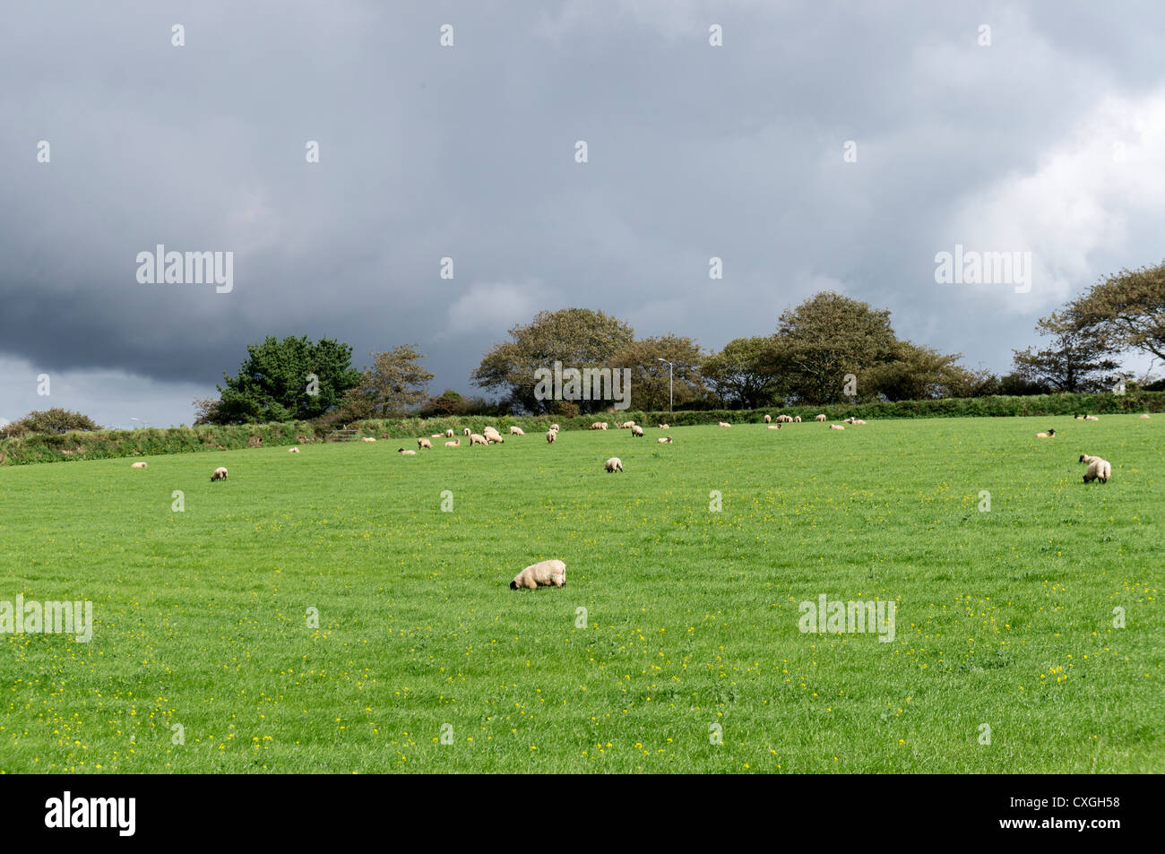 UK sheep in field bathed in sunshine with grey cloudy sky above Stock ...