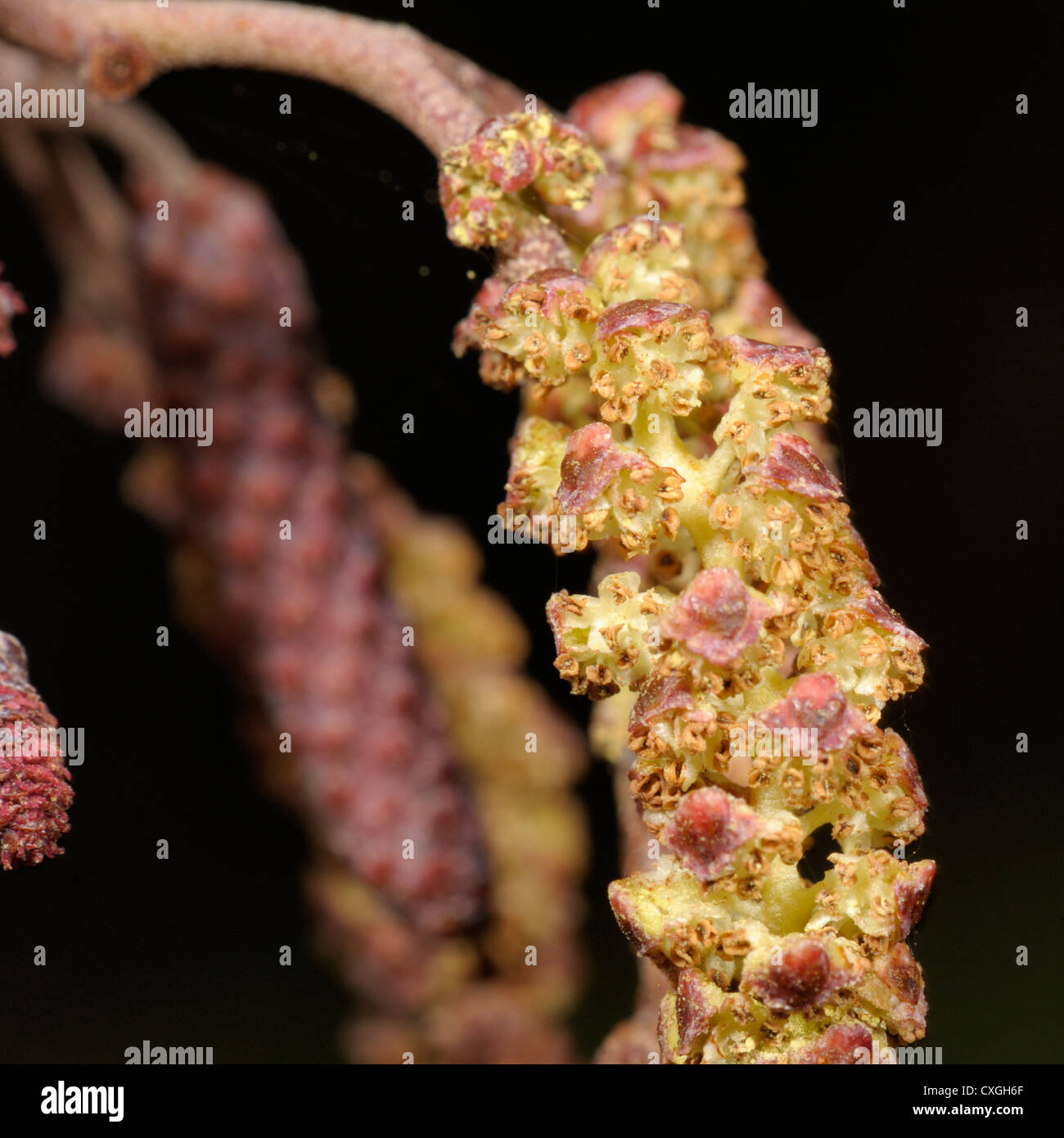 Alder, Alnus glutinosa, detail of male catkin Stock Photo