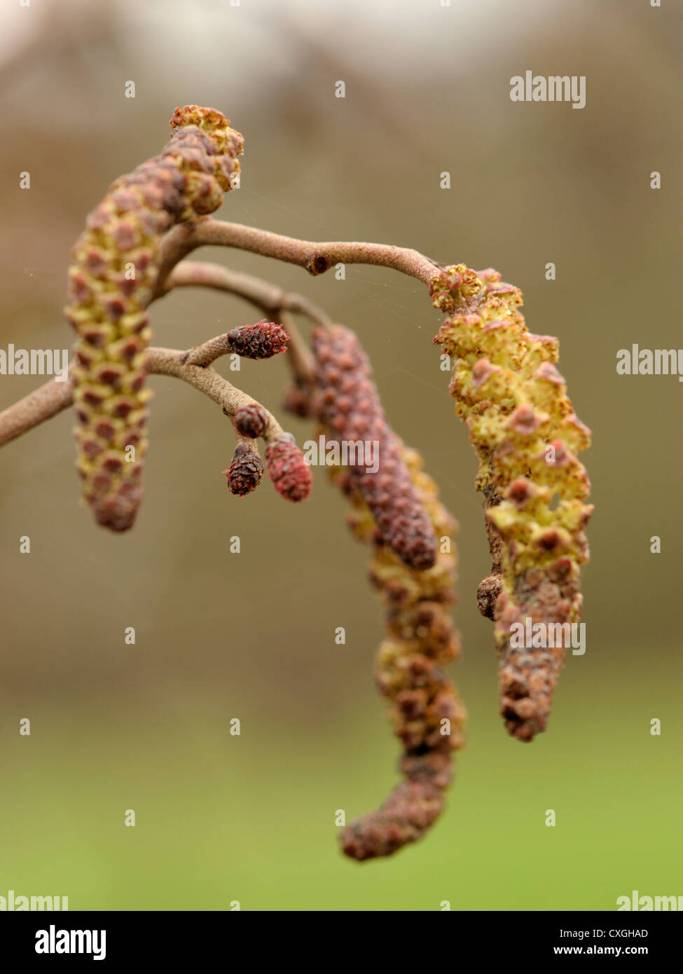 Common Alder, Alnus glutinosa Stock Photo